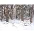 Cove Road, Lincoln, ME - MLS 918287