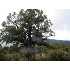 72 TOMAHAWK TRAIL, Strawberry, AZ - MLS 57510
