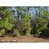 169 Longwood Dr, Stella, NC - MLS 09-738