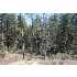 Lot 12 Strawberry Hollow Drive, Pine, AZ - MLS 57743