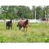 230 CRYSTAL SPRING RD , Waverly, TN - MLS 1057174