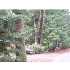 56 Millbrook Road, Medfield, MA - MLS 70856292