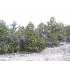 1962and1968 Aspen Lane, Heber/Overgaard, AZ - MLS 57877