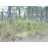 0 Brentwood Drive, Fitzgerald, GA - MLS 116919