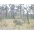 0 Brentwood Drive, Fitzgerald, GA - MLS 116907