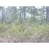 0 Brentwood Drive, Fitzgerald, GA - MLS 116908