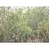 0 Brentwood Drive, Fitzgerald, GA - MLS 116922