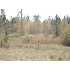 0 Brentwood Drive, Fitzgerald, GA - MLS 116925