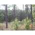 0 Brentwood Drive, Fitzgerald, GA - MLS 116929