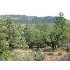 Lot 184 Trails End Dr., Pine, AZ - MLS 58148