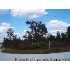 13025 Meinert Ave., Brooksville, FL - MLS 2109078