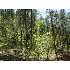 Lot 21 Diane Circle, Strawberry, AZ - MLS 58584
