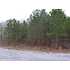 Lot 19 Whispering Pines Drive, ROCHELLE, GA - MLS 50597