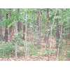 LOT 126 BOW WOOD TRAIL