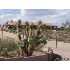 29665 N LUCKY SEVEN DR, Meadview, AZ - MLS 831719