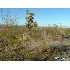 Lot 245 W 5th St, Dolan Springs, AZ - MLS 831659