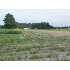 601 JOHN NUNNERY ROAD, STEDMAN, NC - MLS 332125