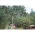 Lot 63 Solitude Trails Loop, Pine, AZ - MLS 59218