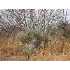 7 Camino De Valdes Rd SW, Deming, NM - MLS 20104827