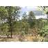 36 Canyon Vista Drive, Pine, AZ - MLS 59244