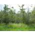 Lts 58-60 Lark St, Waveland, MS - MLS 217128
