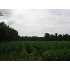 TBD Brinson Lane, Loris, SC - MLS 916230