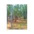 7111 N Tamarind Ave, Hernando, FL - MLS 336189