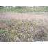 00 Fm 775, Floresville, TX - MLS 790441