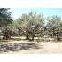 00 Preiss Rd, Blanco, TX - MLS 716028