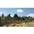 Cedar Road, Mt. Carmel, UT - MLS 09-113444