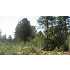 Cedar Road, Mt. Carmel, UT - MLS 09-113448