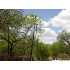 67.3 ACRES Fm 476, Poteet, TX - MLS 786417