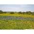 #1 Shady Oaks Ranch, Poteet, TX - MLS 794425