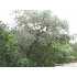 11223 Lago Vista, Helotes, TX - MLS 739364