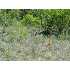 LOT 19 BLK 26 Deephaven Dr, Selma, TX - MLS 645889