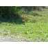 LOT6 BLK31 Deerfield Blvd, Selma, TX - MLS 581200
