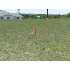 7801 Yellow Bark Blvd, Selma, TX - MLS 691250