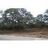 LOT 20 West Lobo, Blanco, TX - MLS 716612