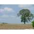 0000 Rohlf Rd, Seguin, TX - MLS 800521