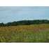 VACANT DEAN RD, DEERFIELD, MI - MLS 29143755