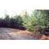 ON MAPLEWOOD DR, Saint Germain, WI - MLS 107704