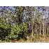103 Laurel St. E., Beaufort, SC - MLS 122385