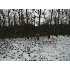 0 PIN OAK RD, BLOOMERY, WV - MLS HS7134956