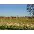 4 Wilson Ln.-Church Meadows, McDaniels, KY - MLS 28411