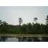 341 Babylon Pine Dr, Myrtle Beach, SC - MLS 1010630