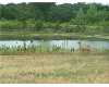 Click here to View Real Estate near 11035 orchards boulevard Cleburne, TX 76033 homes near 11035 orchards boulevard Cleburne, TX 76033