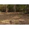 155 Armadillo Rd