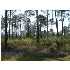 2731 Sand Flea St, Panama City, FL - MLS 380996