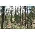 Parcel B Fossil Creek Road, Strawberry, AZ - MLS 56067