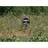 Lot 114 Hunters Trace, RUTHERFORDTON, NC - MLS 30929